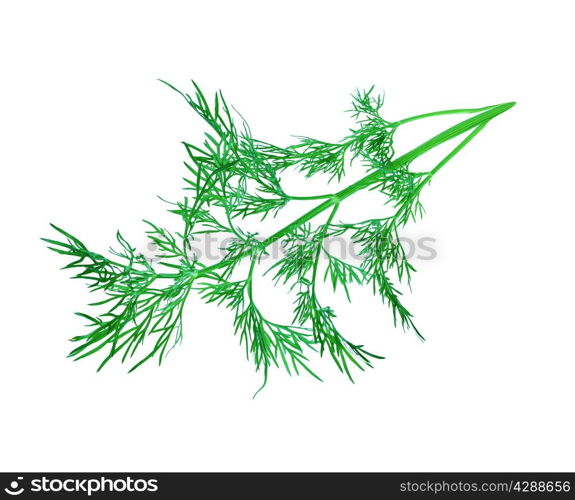 dill herb leaf isolated