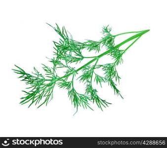dill herb leaf isolated