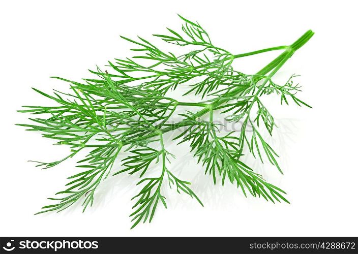 dill herb leaf isolated