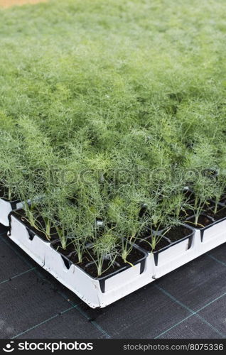 Dill in pots in greenhouse