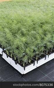Dill in pots in greenhouse