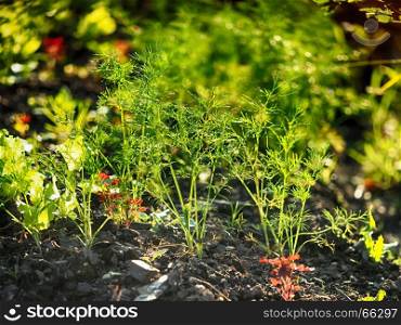 Dill in the garden