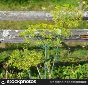 Dill in the herb garden