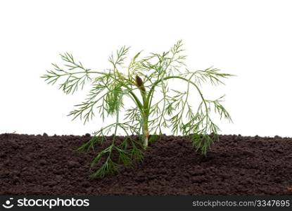 Dill in the soil