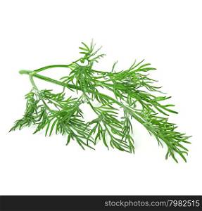 dill isolated on white background