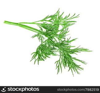 dill isolated on white background