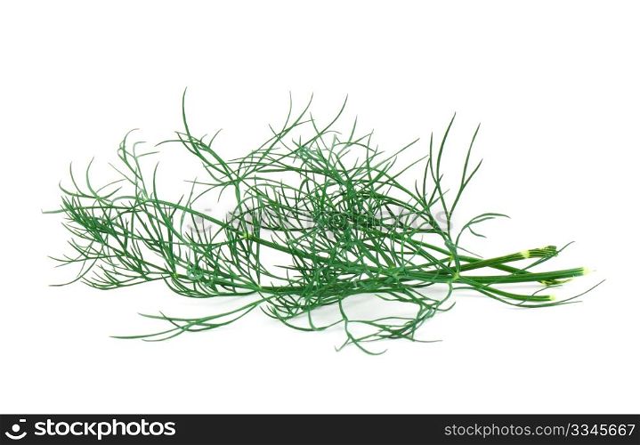Dill leaf isolated on white background