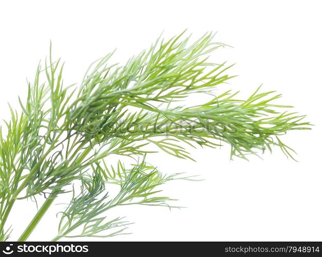 dill on white background
