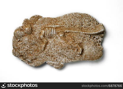 dinosaur fossils isolated on white