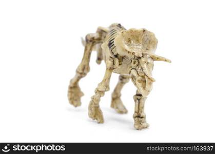 Dinosaur skeleton To science education, isolated on white with clipping path