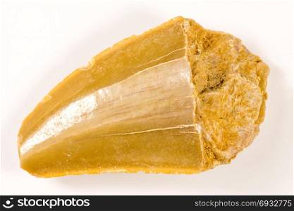 dinosaur tooth, fossil, closeup