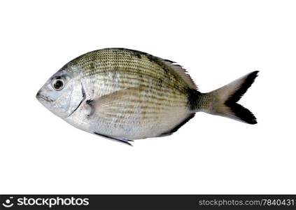 Diplodus Sargus white seabream fish