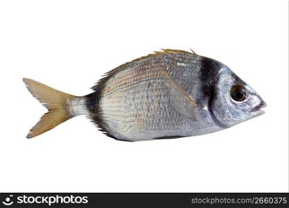 diplodus vulgaris fish two band bream isolated on white