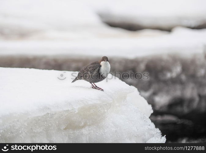 Dipper on the river bank. winter