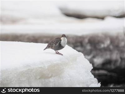Dipper on the river bank. winter
