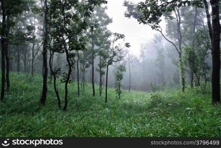 Dipterocarp forest in foggy morning, Thailand