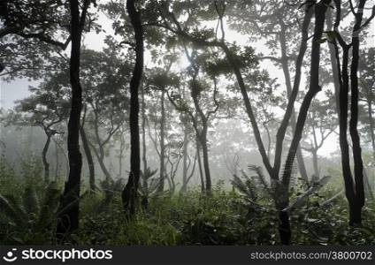 Dipterocarp forest in foggy morning, Thailand