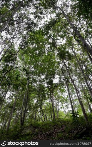 Dipterocarp forest in Thailand