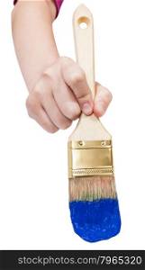 direct view of painter hand with flat paintbrush painting in blue paint isolated on white background