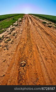 Dirt Road among the Green Fields, Sunrise