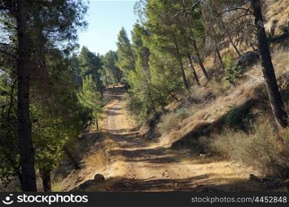 Dirt road and pine trees on the slope of mount in Hula valley, Israel