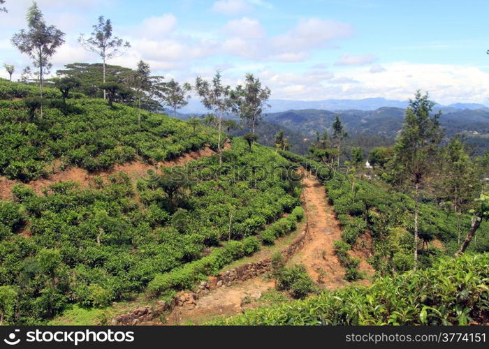 Dirt road and tea plantation near Haputale, Sri Lanka