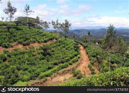 Dirt road and tea plantation near Haputale, Sri Lanka