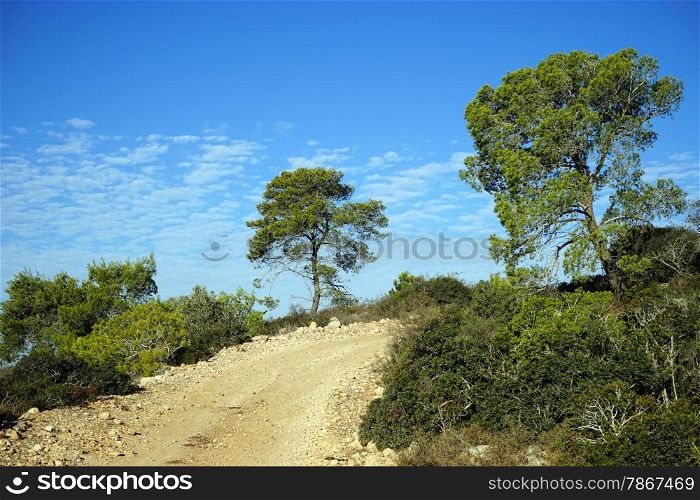 Dirt road and trees on the hill in Israel