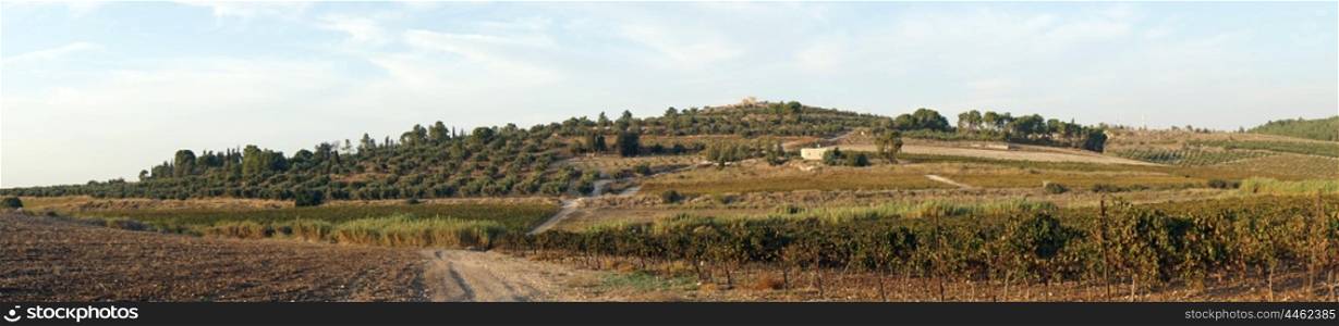 Dirt road and vineyards in Israel