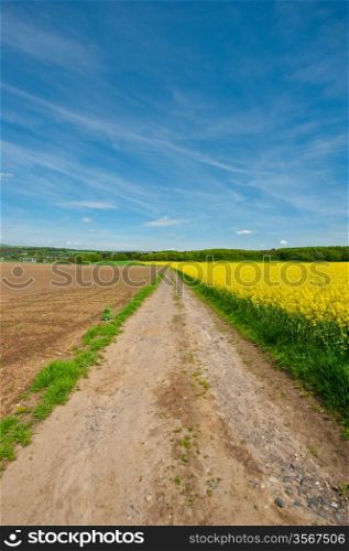 Dirt Road between Fields of Lucerne in Germany