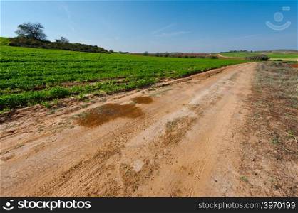 Dirt Road between Green Fields in Israel