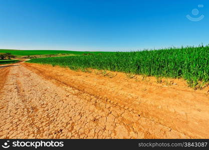 Dirt Road between Green Fields in Israel, Spring