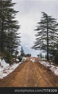 Dirt road between pine trees and snowy mountains behind in Turkey Antalya