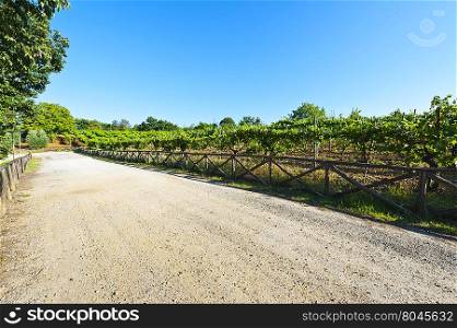 Dirt Road between Vineyards and Olive Trees in Italy