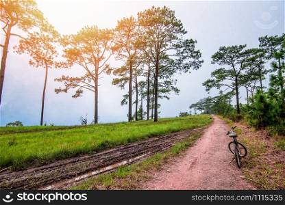 dirt road field on hill pine forest with bicycle - rural dusty countryside road mountain bike