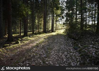 Dirt road in a bright sunlit coniferous forest
