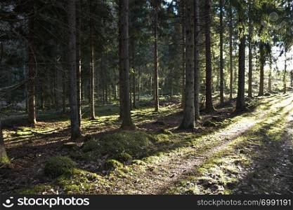 Dirt road in a bright sunlit coniferous forest