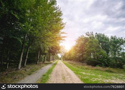 Dirt road in a green forest in the spring with tall trees in cloudy weather