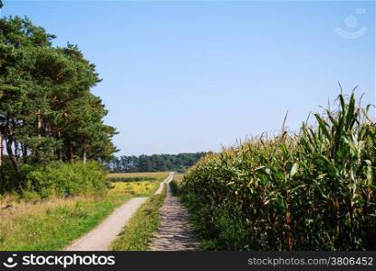 Dirt road in a rural landscape with cut hay and growing corn field