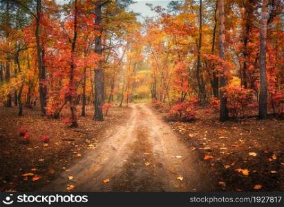 Dirt road in autumn forest in fog. Red foggy forest with trail. Colorful landscape with beautiful enchanted trees with orange and red leaves in fall. Mystical woods in october. Woodland. Nature
