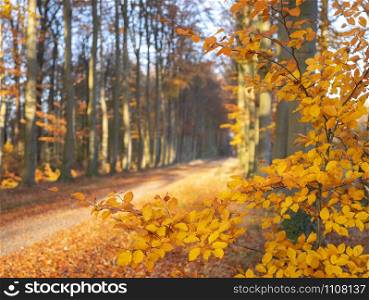 dirt road in colorful fall forest near utrecht in the netherlands