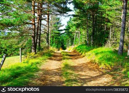 Dirt Road in Coniferous Forest in the French Alps