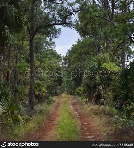 Dirt Road In Florida Tropical Forest