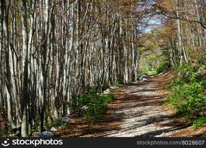 Dirt road in Lovcen national park in Lovcen in Montenegro