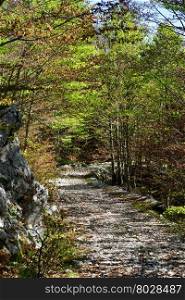 Dirt road in Lovcen national park in Montenegro