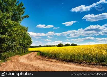 Dirt road in rapeseed flowering field, beautiful spring countryside, sunny day. Yellow flowering fields, ground road and beautiful valley, nature rural spring landscape