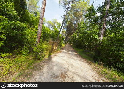 Dirt Road in the Coniferous Forest in the Italian Alps