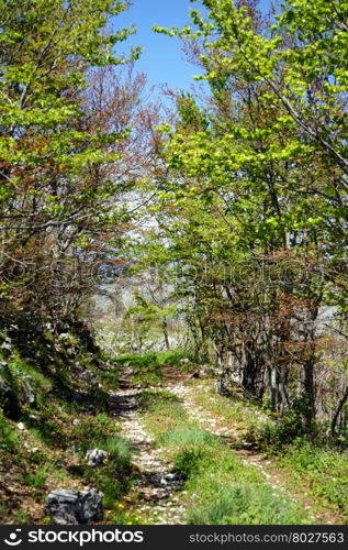Dirt road in the forest in Lovcen national park in Montenegro