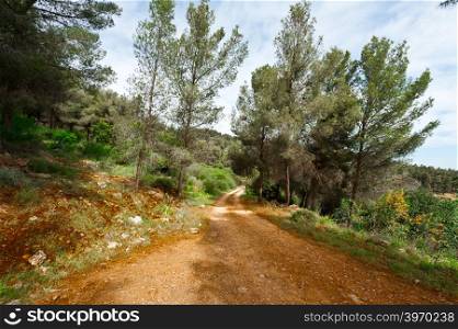 Dirt Road in the Forest of Galilee in Israel