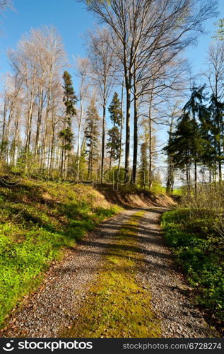 Dirt Road in the Forest, Swiss Alps